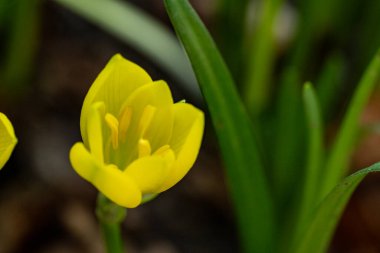 Güzel çiçeğin yakın plan görüntüsü, doğa konsepti.