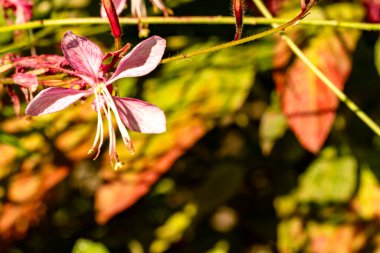Güzel narin çiçeğin yakın görüntüsü, çiçek konsepti