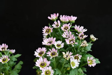 Koyu arkaplanda güzel çiçekler, yaz konsepti, yakın görüş        