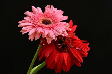gerbera flowers on black background close up 