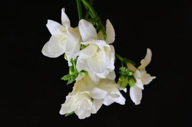 white freesia flowers on a black background 