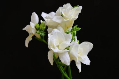 white freesia flowers on a black background 