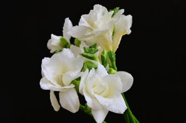 white freesia flowers on a black background 