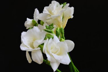 white freesia flowers on a black background 