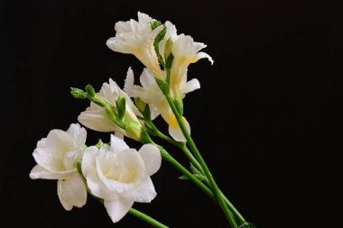 white freesia flowers on a black background 