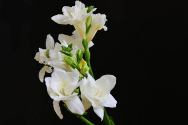 white freesia flowers on a black background 