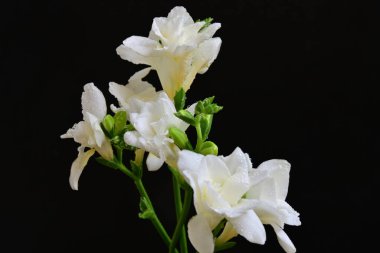 white freesia flowers on a black background 