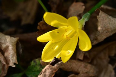 Güzel çiçeğin yakın plan görüntüsü, doğa konsepti.