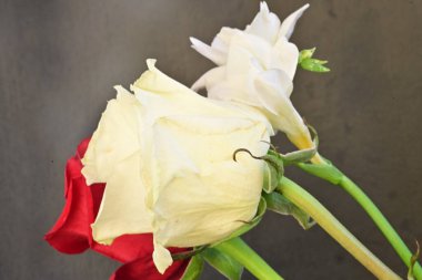 Yumuşak çiçekli güzel çiçeklerin manzarasını kapat.        