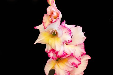 Karanlık arka planda güzel zambak çiçekleri, yaz konsepti, yakın görüş