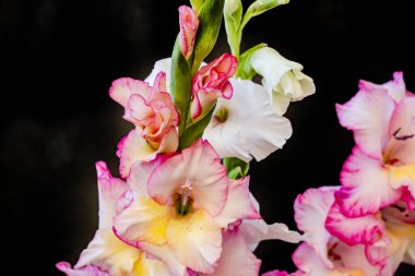 Karanlık arka planda güzel zambak çiçekleri, yaz konsepti, yakın görüş