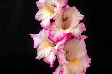 Karanlık arka planda güzel zambak çiçekleri, yaz konsepti, yakın görüş