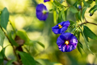 Yaz bahçesinde açan güzel, narin çiçekler, yakın.          