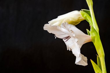 Güzel, narin çiçeklerin, doğal duvar kağıtlarının manzarasını kapat.       