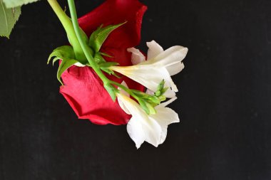 red rose and freesia flowers on black background 