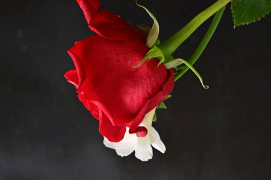 red rose and freesia flowers on black background 