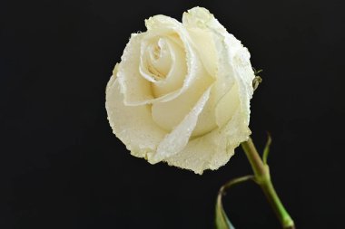 Siyah arka plan üzerine beyaz bir gül yakın çekim 