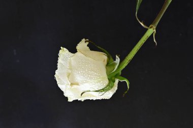 Siyah arka plan üzerine beyaz bir gül yakın çekim 