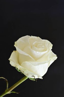 Siyah arka plan üzerine beyaz bir gül yakın çekim 