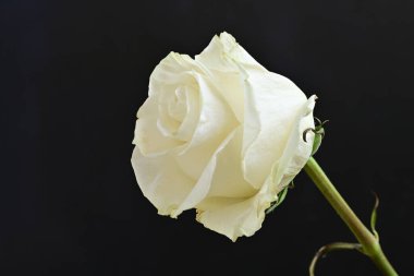 Siyah arka plan üzerine beyaz bir gül yakın çekim 