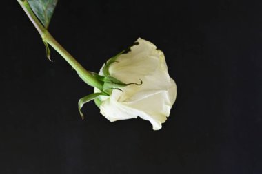 Siyah arka plan üzerine beyaz bir gül yakın çekim 