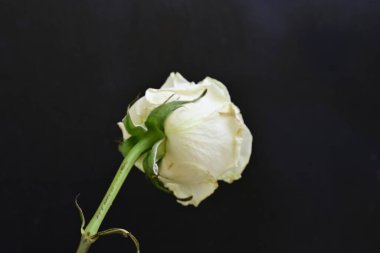 Siyah arka plan üzerine beyaz bir gül yakın çekim 