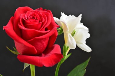 Yumuşak çiçekli güzel çiçeklerin manzarasını kapat.         