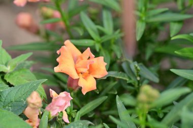 Yaz bahçesinde açan güzel, narin çiçekler, yakın.          