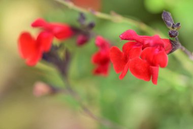 Yaz bahçesinde açan güzel, narin çiçekler, yakın.          