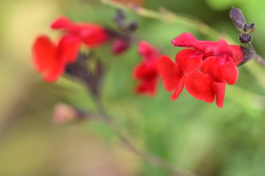Yaz bahçesinde açan güzel, narin çiçekler, yakın.          
