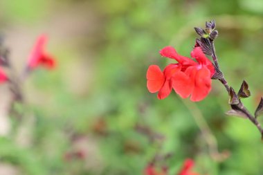 Güzel çiçeğin yakın plan görüntüsü, doğa konsepti.