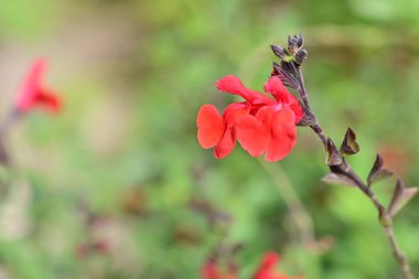 Güzel çiçeğin yakın plan görüntüsü, doğa konsepti.