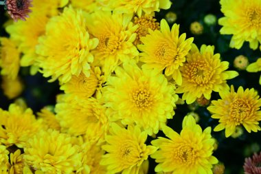 Bahçedeki güzel kasımpatı çiçekleri 