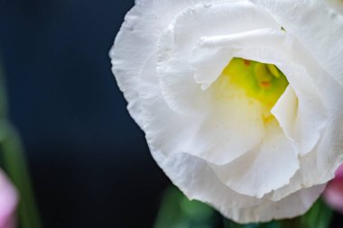 Güzel çiçeğin yakın plan görüntüsü, doğa konsepti.