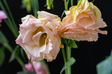 Güzel, narin çiçeklerin, doğal duvar kağıtlarının manzarasını kapat.       