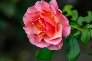 Güzel çiçeğin yakın plan görüntüsü, doğa konsepti.