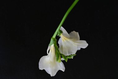 Siyah arkaplanda beyaz frezya çiçeği 