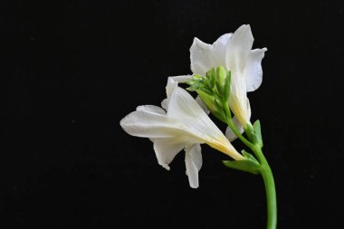 Siyah arkaplanda beyaz frezya çiçeği 