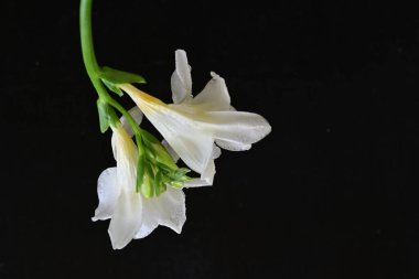 Siyah arkaplanda beyaz frezya çiçeği 