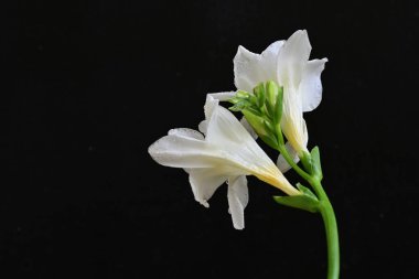 Siyah arkaplanda beyaz frezya çiçeği 