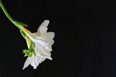 Siyah arkaplanda beyaz frezya çiçeği 