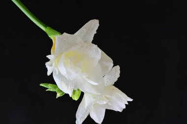 Siyah arkaplanda beyaz frezya çiçeği 