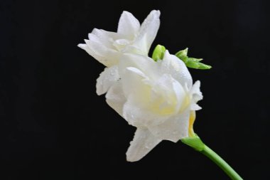 Siyah arkaplanda beyaz frezya çiçeği 