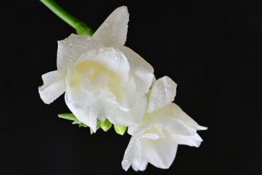 Siyah arkaplanda beyaz frezya çiçeği 