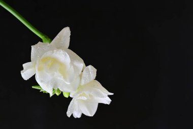 Siyah arkaplanda beyaz frezya çiçeği 