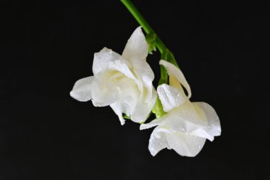 Siyah arkaplanda beyaz frezya çiçeği 