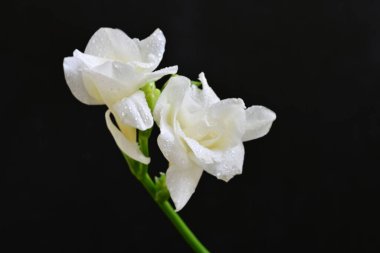 Siyah arkaplanda beyaz frezya çiçeği 