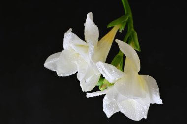 Siyah arkaplanda beyaz frezya çiçeği 