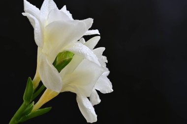 Siyah arkaplanda beyaz frezya çiçeği 
