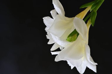 Siyah arkaplanda beyaz frezya çiçeği 